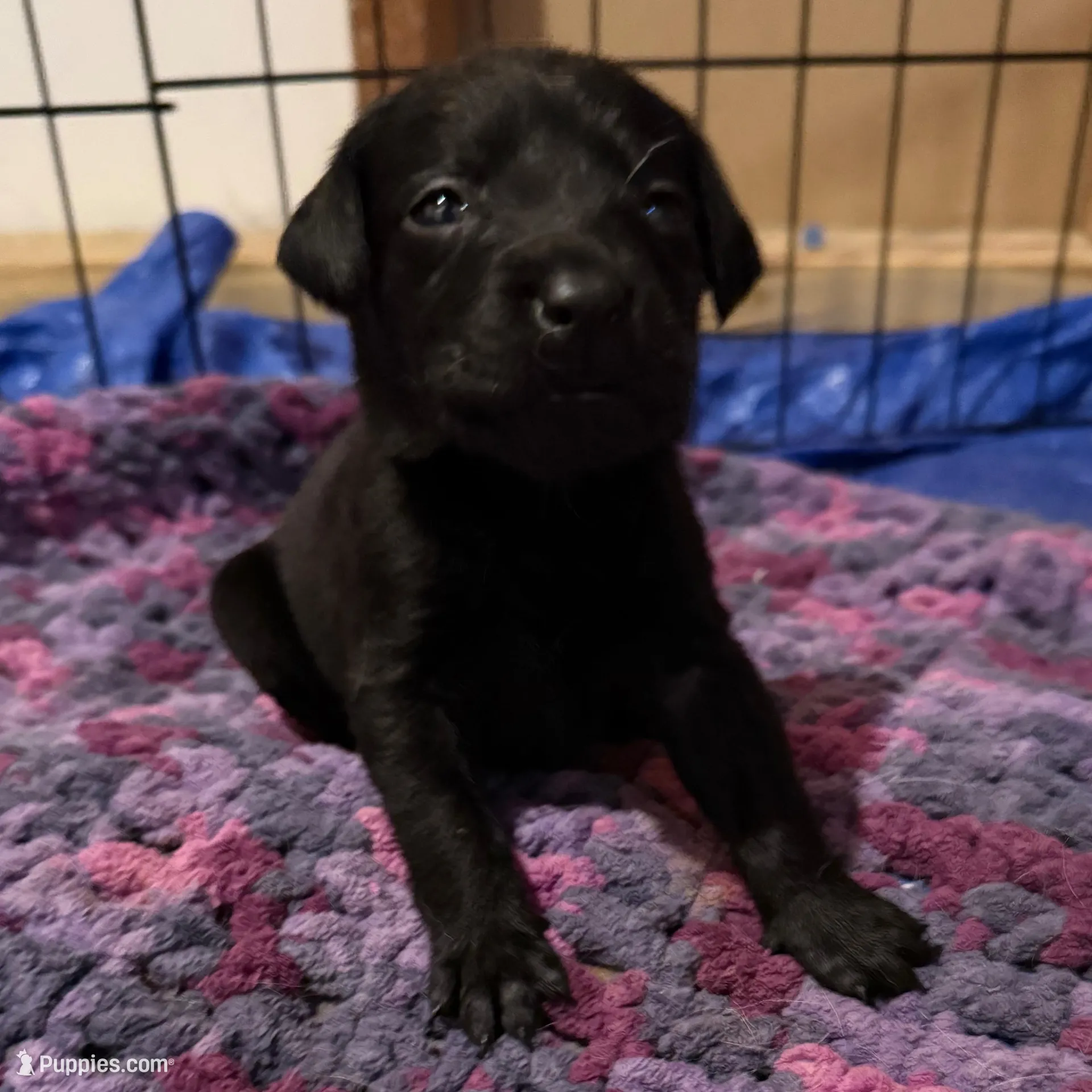 Tate – Labrador Retriever puppy for sale in Albertville, MN