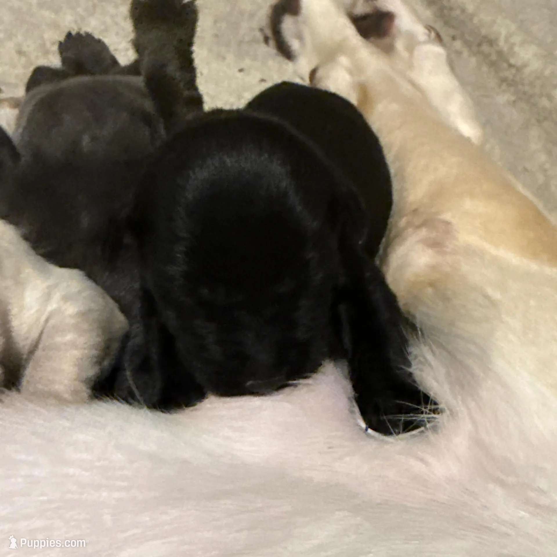 Tate, a female Labrador Retriever for sale in Albertville, MN – Photo 1 of 1