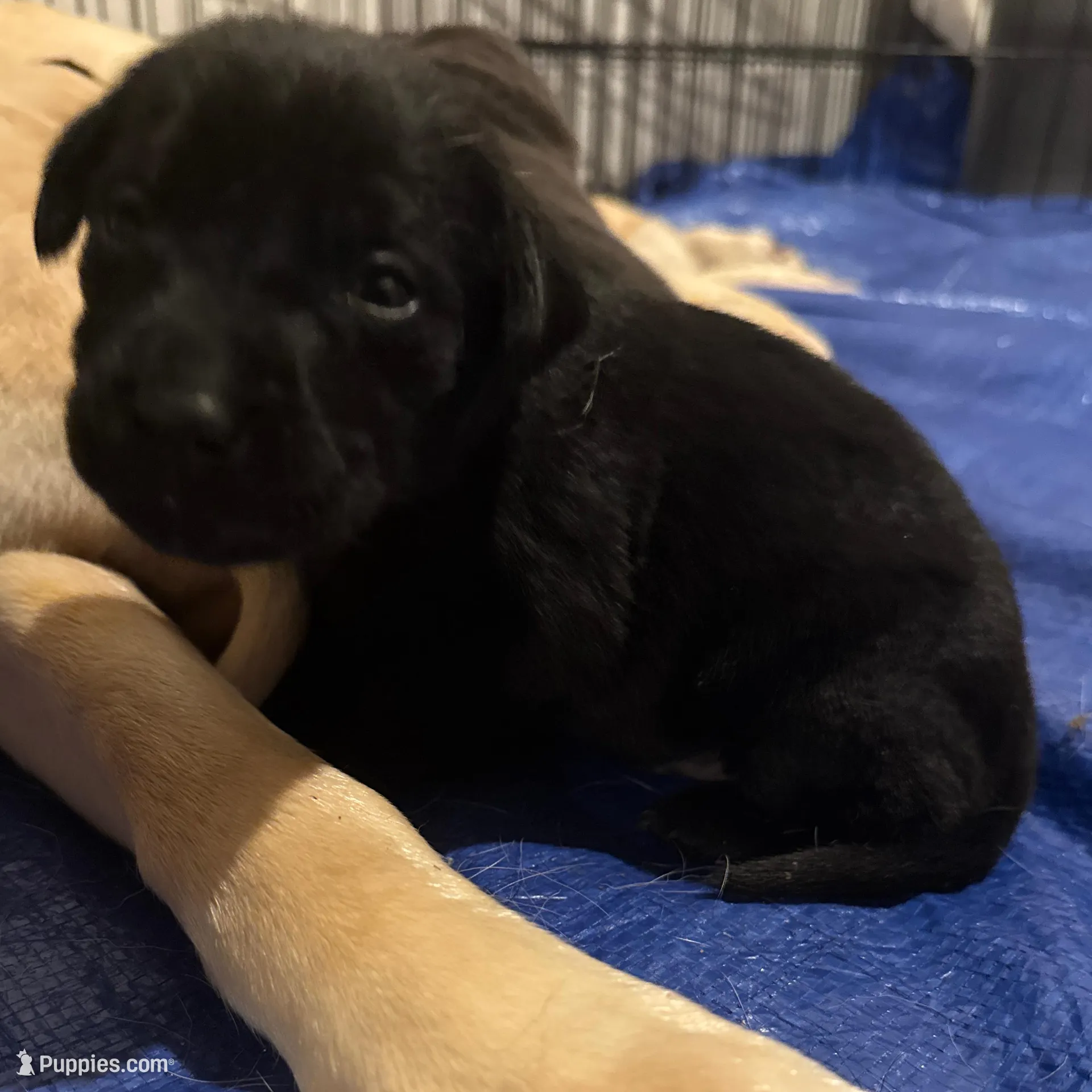Tate – Labrador Retriever puppy for sale in Albertville, MN