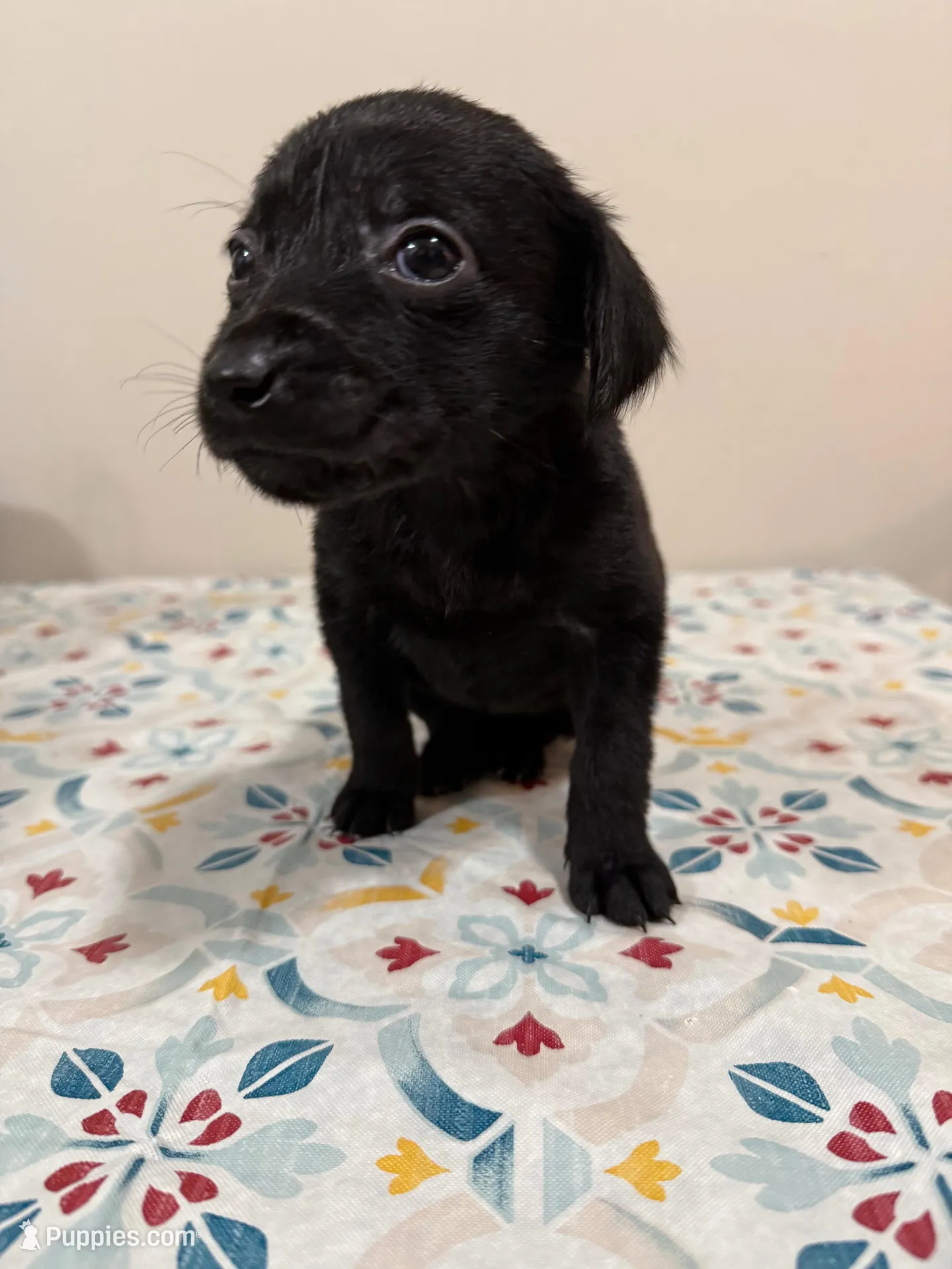 Tate – Labrador Retriever puppy for sale in Albertville, MN