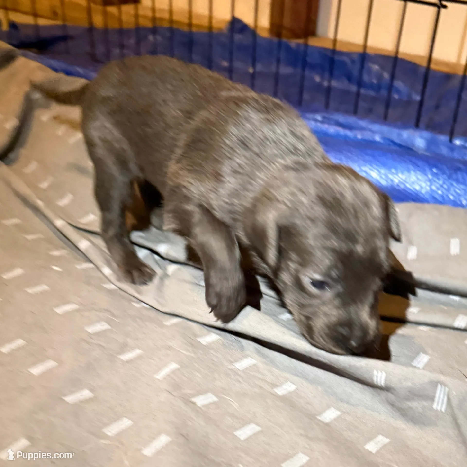 Stari – Labrador Retriever puppy for sale in Albertville, MN