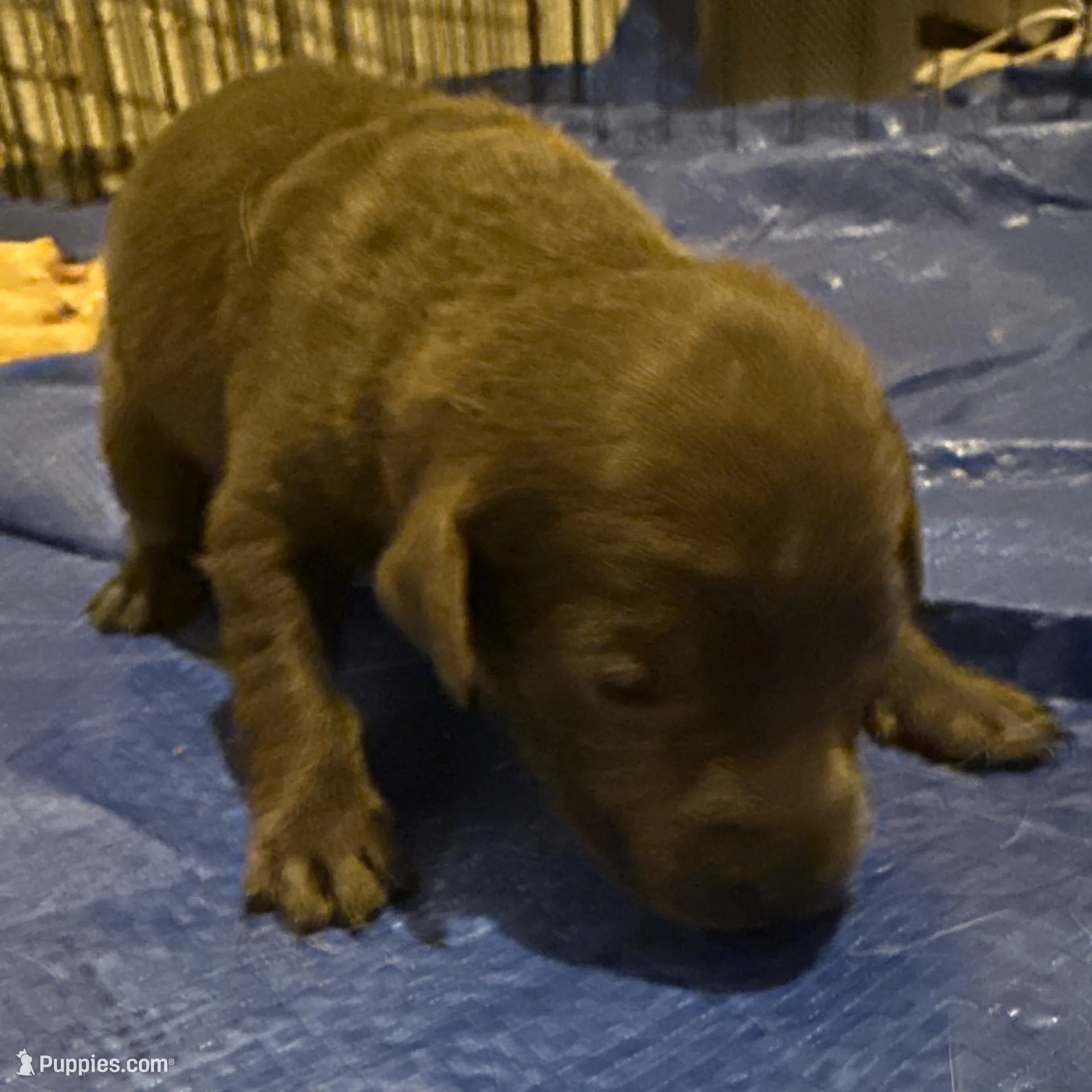 Stari – Labrador Retriever puppy for sale in Albertville, MN
