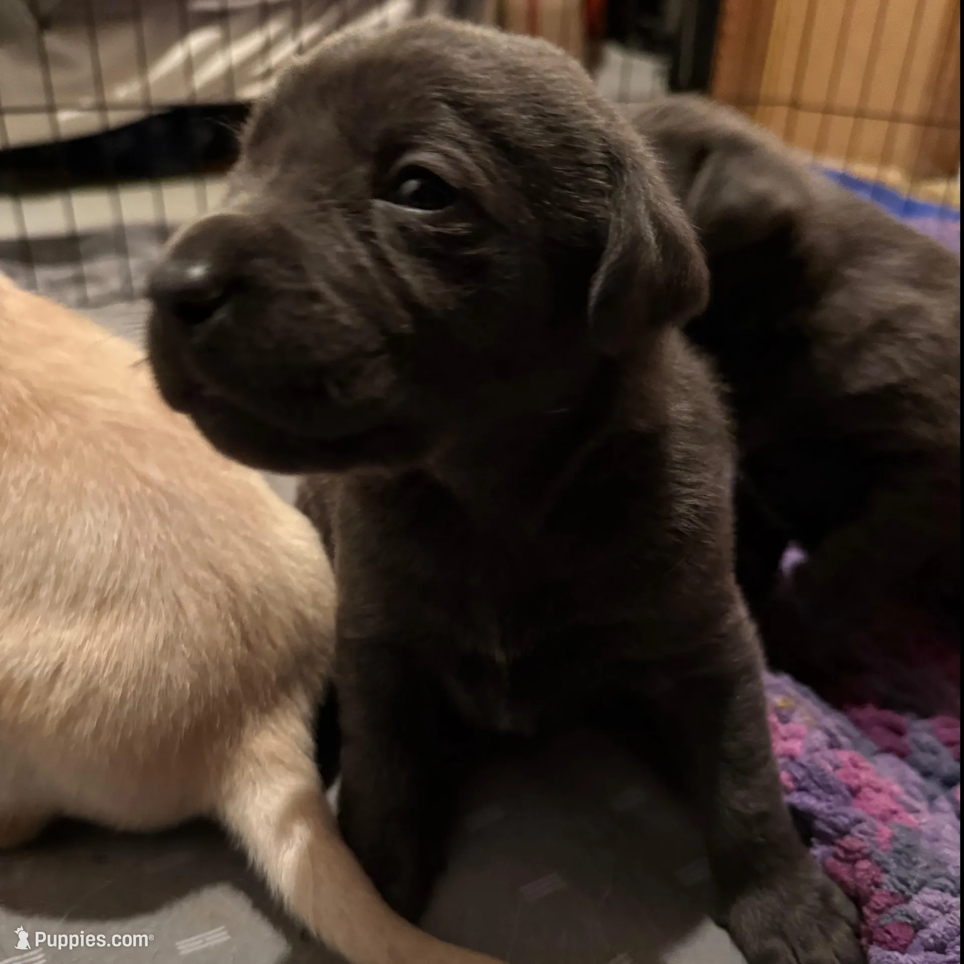 Tank – Labrador Retriever puppy for sale in Albertville, MN
