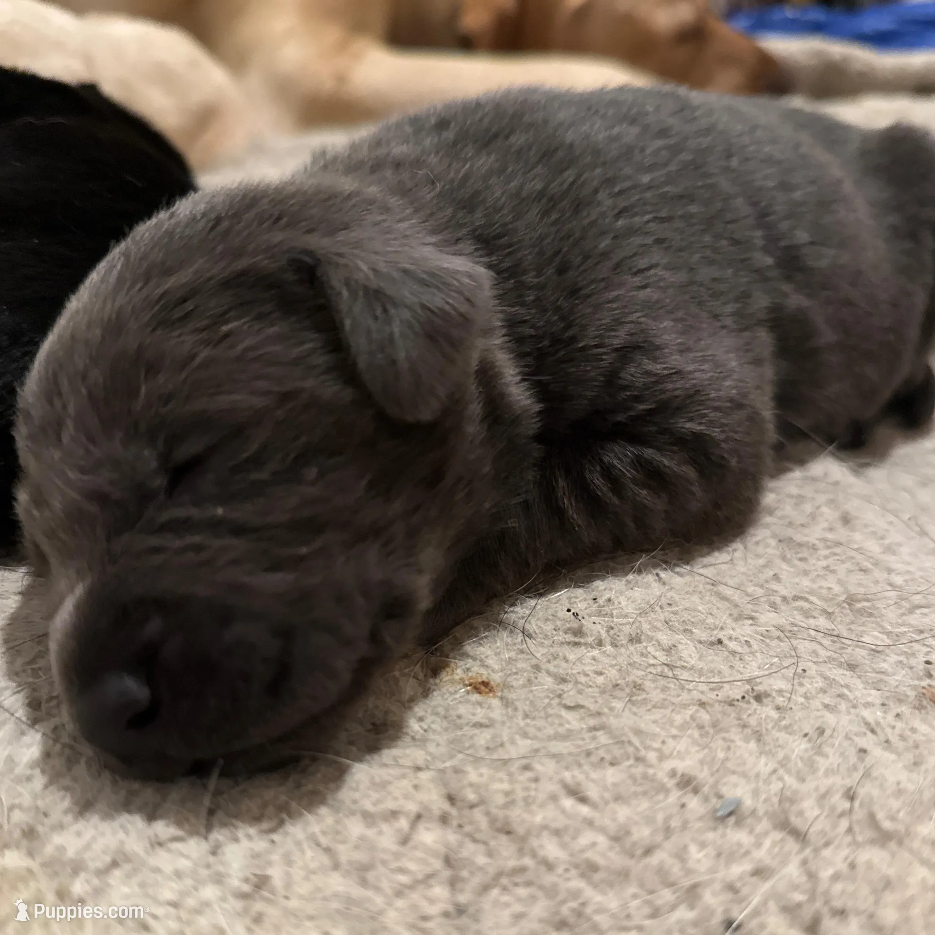 Tank – Labrador Retriever puppy for sale in Albertville, MN