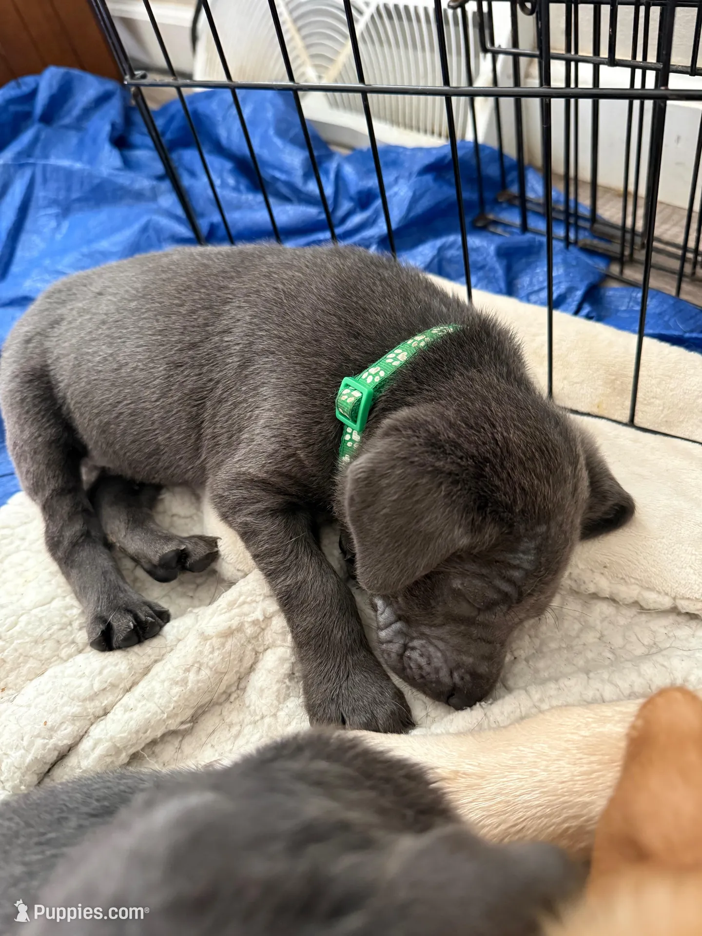 Tank – Labrador Retriever puppy for sale in Albertville, MN
