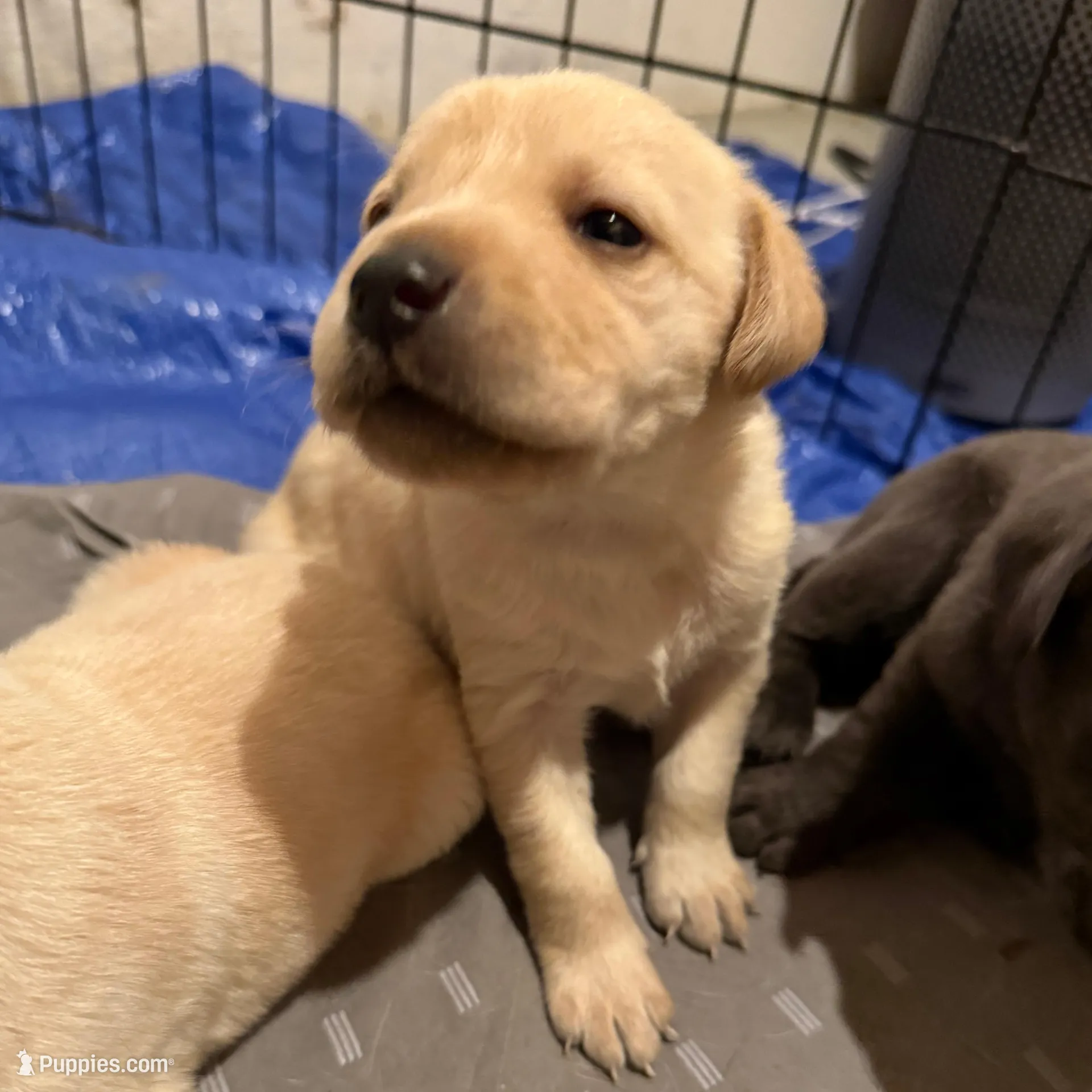 Pardi – Labrador Retriever puppy for sale in Albertville, MN