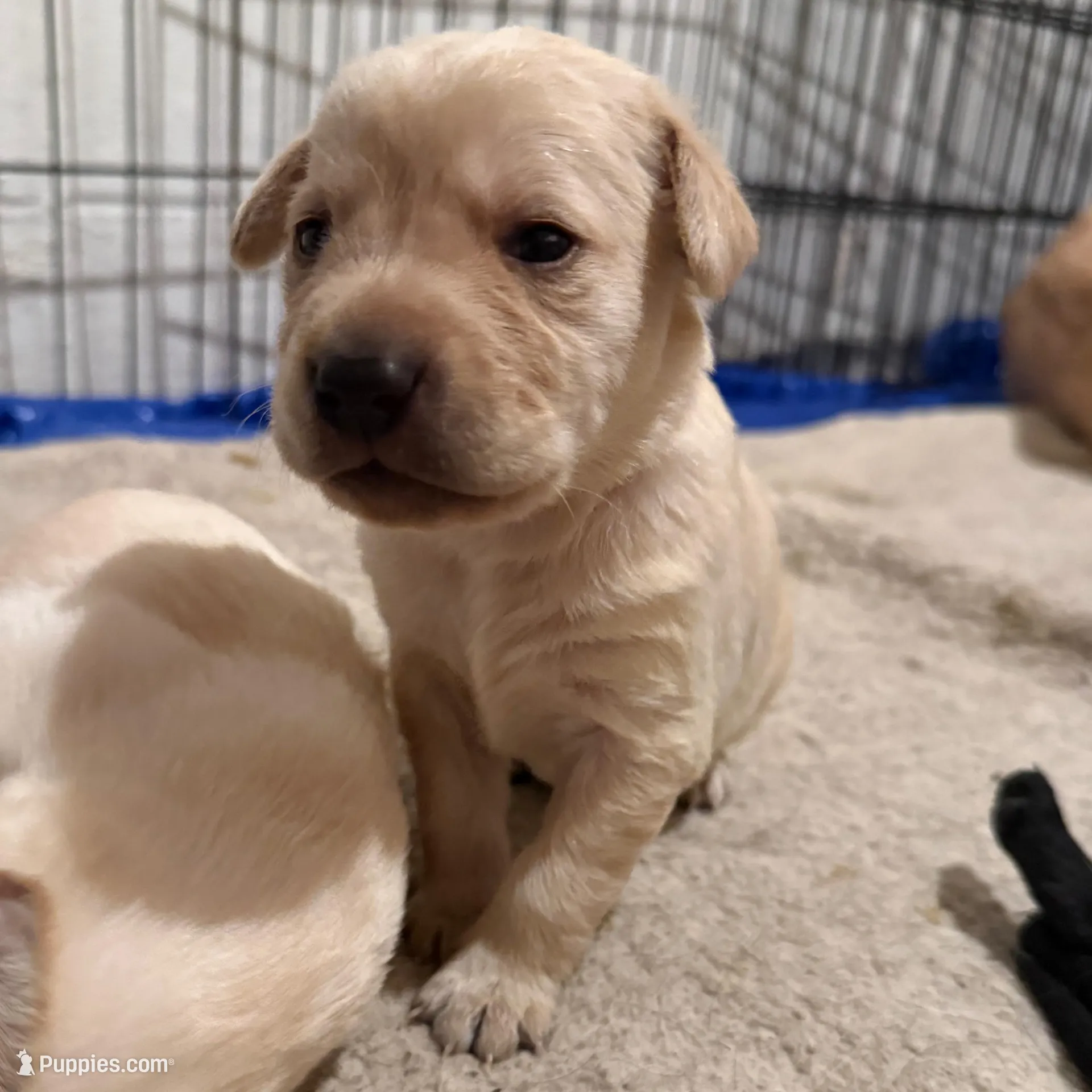 Pardi – Labrador Retriever puppy for sale in Albertville, MN