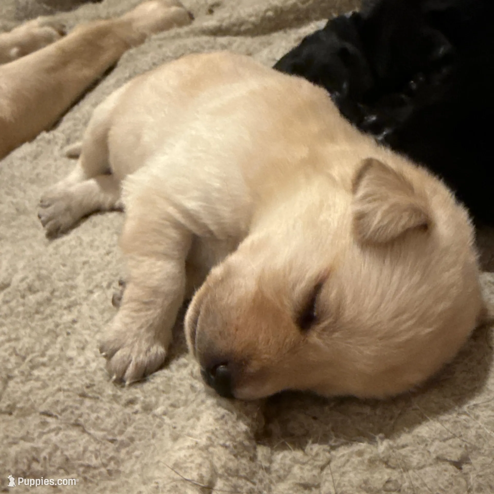 Boogie – Labrador Retriever puppy for sale in Albertville, MN