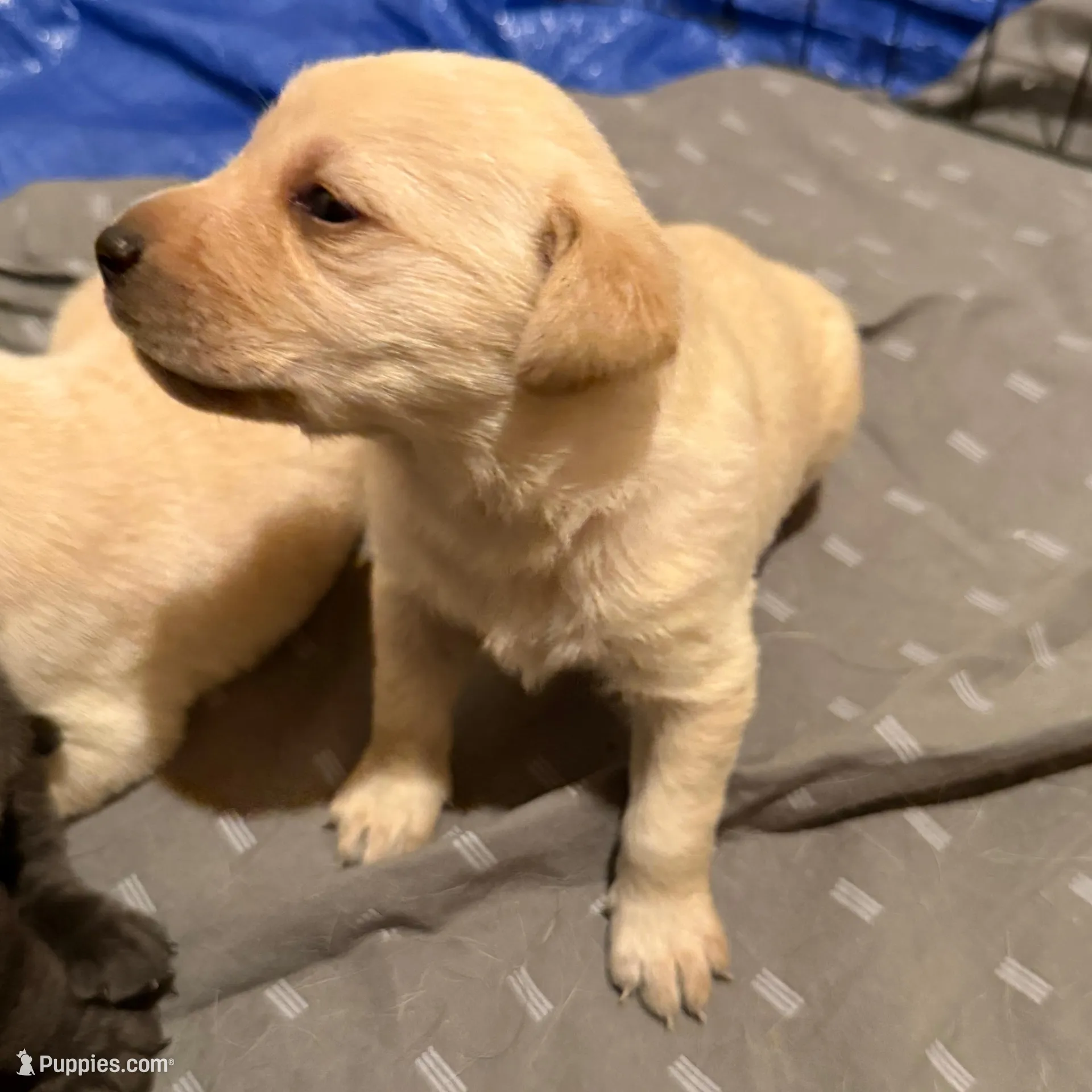 Boogie – Labrador Retriever puppy for sale in Albertville, MN