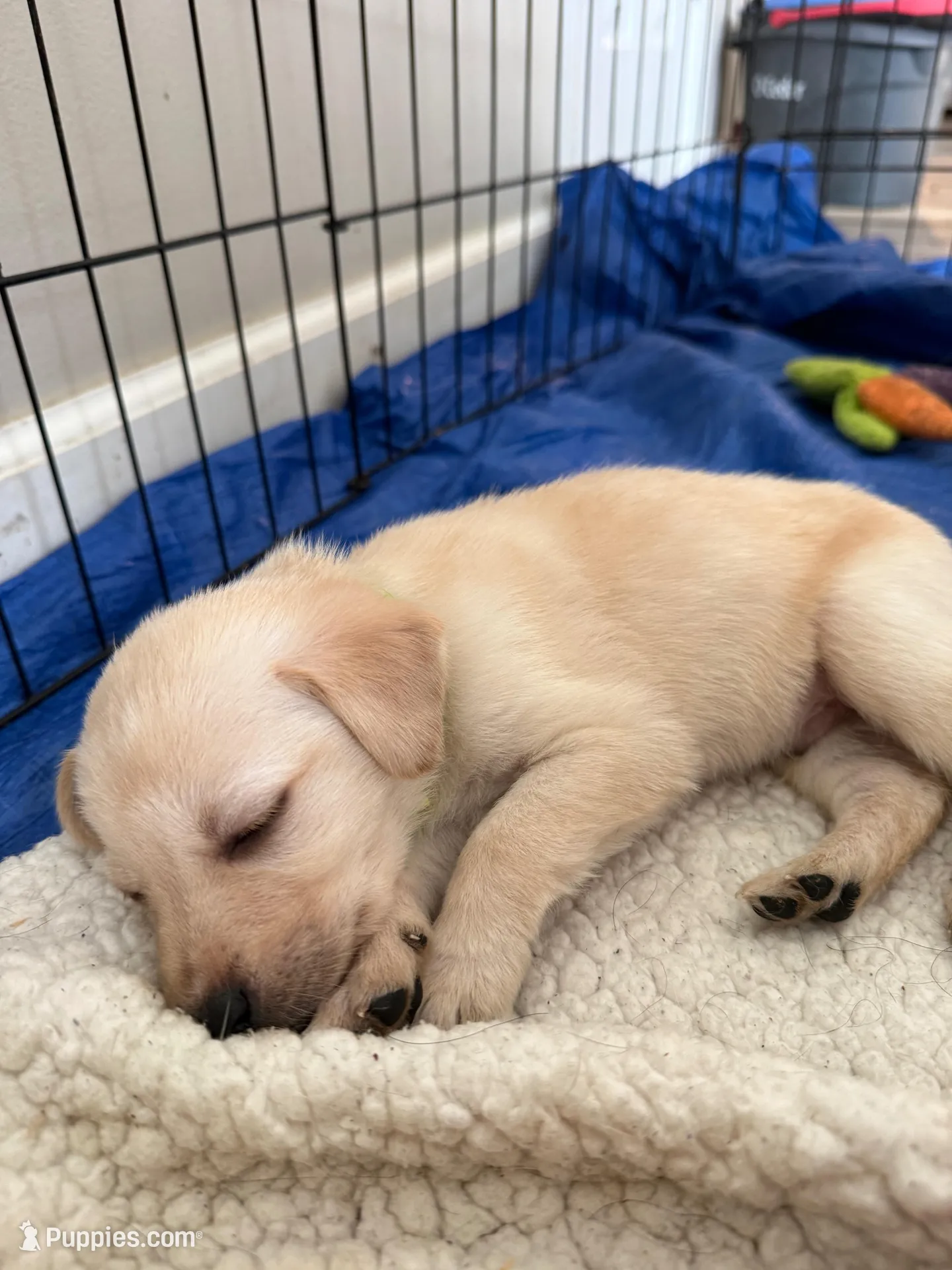 Boogie – Labrador Retriever puppy for sale in Albertville, MN