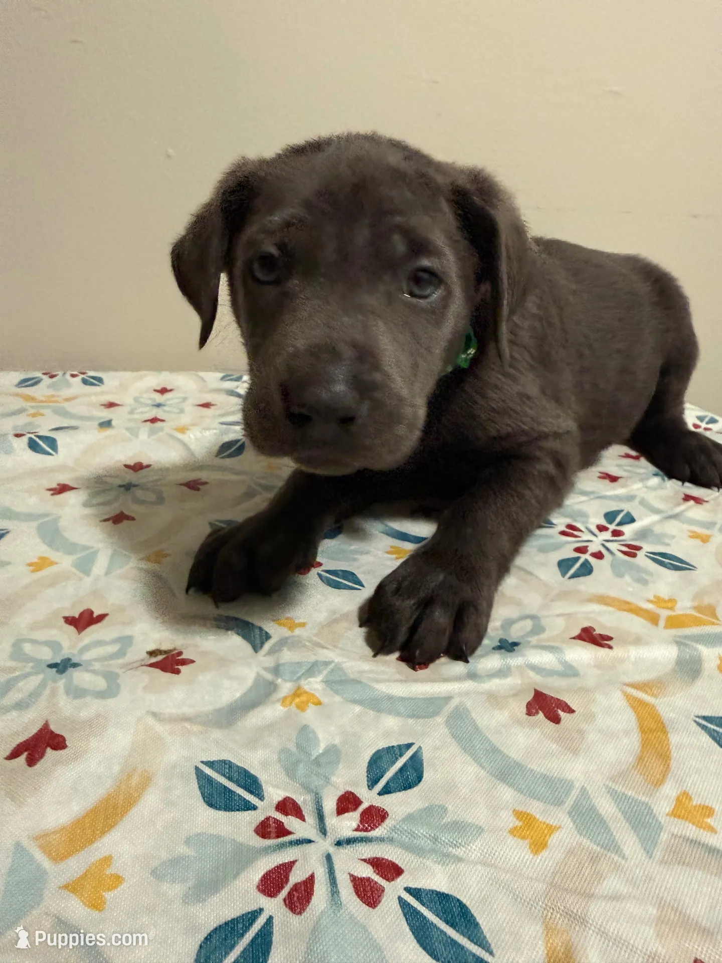Tank – Labrador Retriever puppy for sale in Albertville, MN