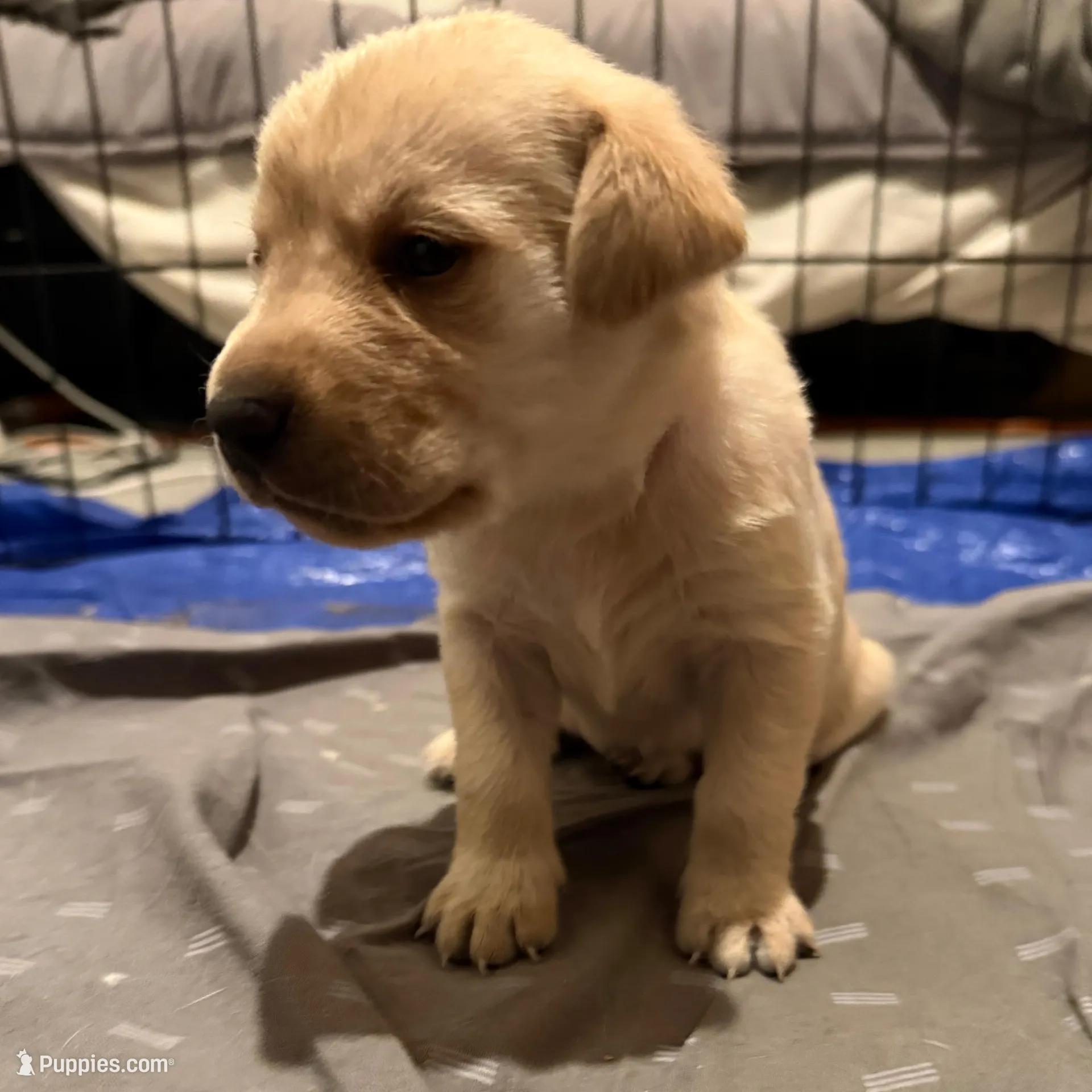 Wallen – Labrador Retriever puppy for sale in Albertville, MN
