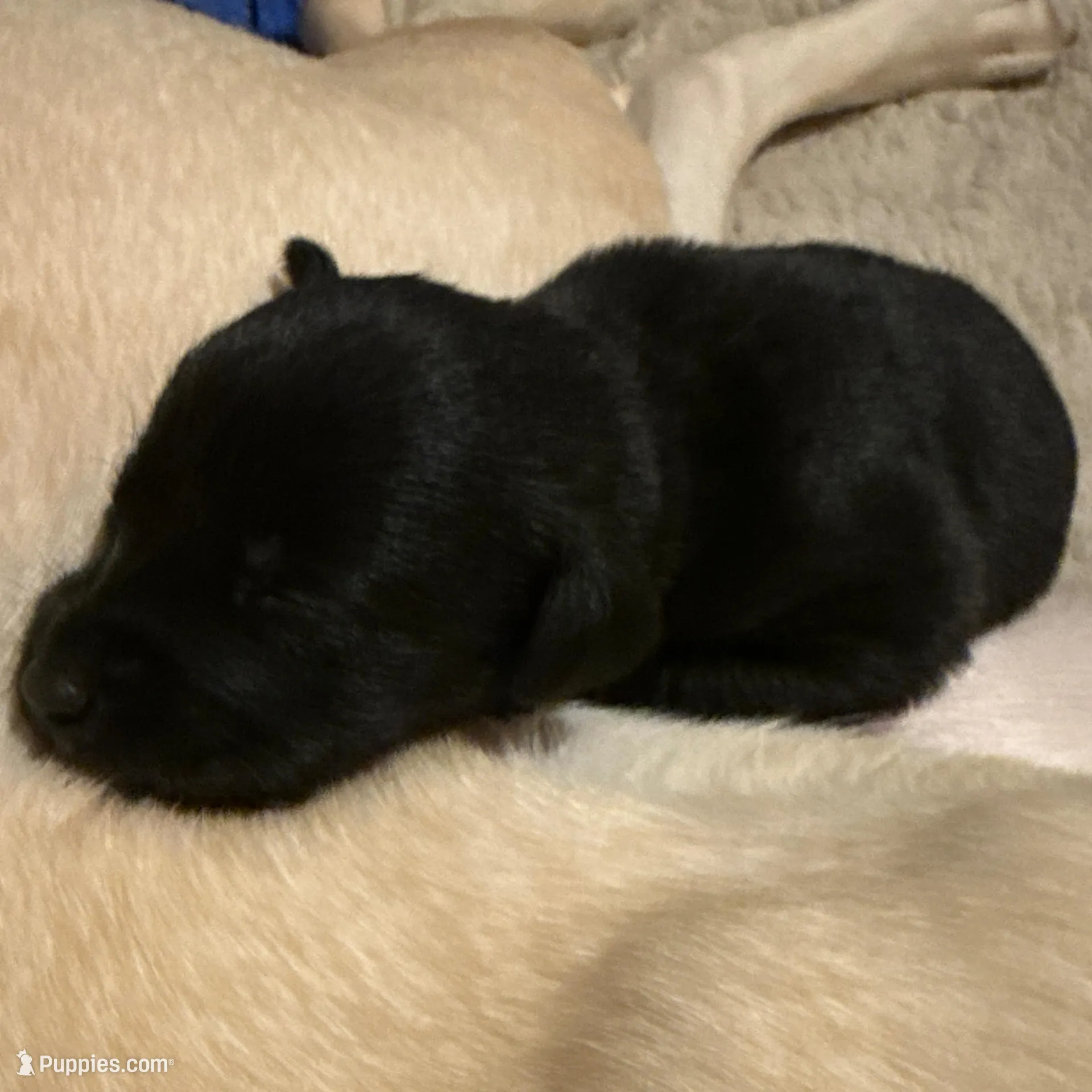 Sasha – Labrador Retriever puppy for sale in Albertville, MN