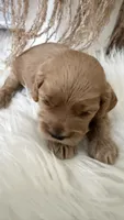 Daisy , a female Cockapoo for sale in Indian Trail, NC – 4 of 5