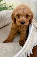 Honey, a female Cockapoo for sale in Indian Trail, NC – 7 of 7