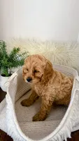 Lily, a female Cockapoo for sale in Indian Trail, NC – 5 of 6