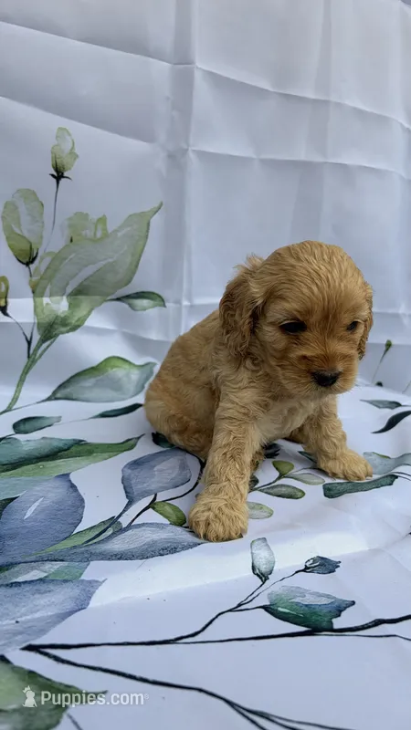 Lily – Cockapoo puppy for sale in Indian Trail, NC