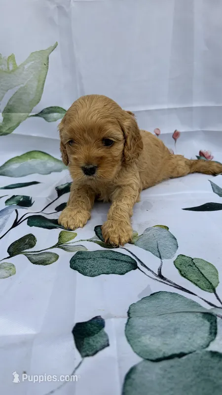 Rose – Cockapoo puppy for sale in Indian Trail, NC