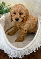 Lily, a female Cockapoo for sale in Indian Trail, NC – 2 of 6