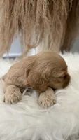 Rose, a female Cockapoo for sale in Indian Trail, NC – 3 of 5