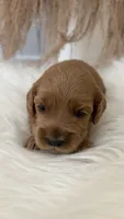 Honey, a female Cockapoo for sale in Indian Trail, NC – 3 of 6