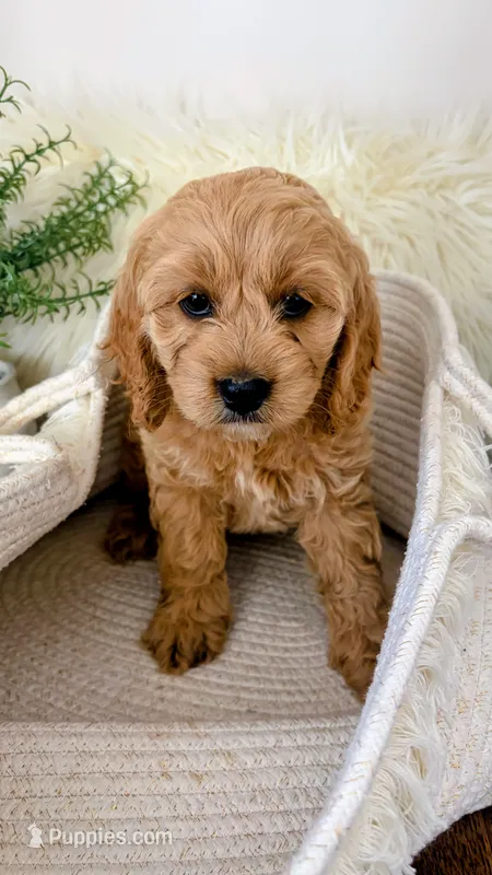 Daisy  – Cockapoo puppy for sale in Indian Trail, NC