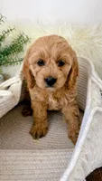 Daisy , a female Cockapoo for sale in Indian Trail, NC – 1 of 4