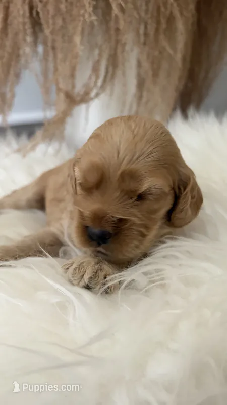 Rosa – Cockapoo puppy for sale in Indian Trail, NC