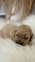 Lily, a female Cockapoo for sale in Indian Trail, NC – 4 of 5