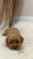 Rocky, a male Cockapoo for sale in Indian Trail, NC – 5 of 6