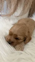 Rocky, a male Cockapoo for sale in Indian Trail, NC – 6 of 6