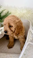 Daisy , a female Cockapoo for sale in Indian Trail, NC – 2 of 4