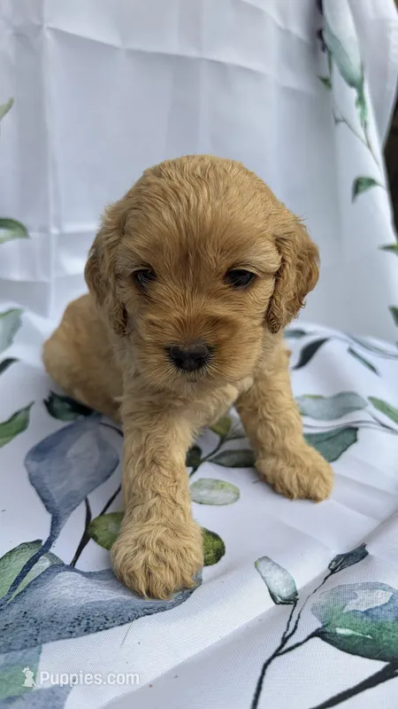 Lily – Cockapoo puppy for sale in Indian Trail, NC