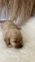 Lily, a female Cockapoo for sale in Indian Trail, NC – 2 of 5