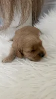 Rocky, a male Cockapoo for sale in Indian Trail, NC – 4 of 6
