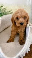Honey, a female Cockapoo for sale in Indian Trail, NC – 4 of 7