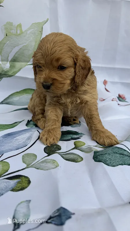 Rocky – Cockapoo puppy for sale in Indian Trail, NC