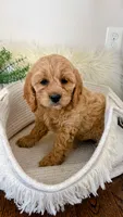 Lily, a female Cockapoo for sale in Indian Trail, NC – 4 of 6