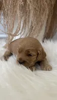 Daisy , a female Cockapoo for sale in Indian Trail, NC – 5 of 5