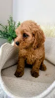 Honey, a female Cockapoo for sale in Indian Trail, NC – 2 of 7