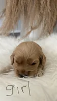 Rose, a female Cockapoo for sale in Indian Trail, NC – 2 of 5