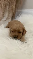 Rocky, a male Cockapoo for sale in Indian Trail, NC – 3 of 6
