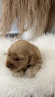 Rose, a female Cockapoo for sale in Indian Trail, NC – 4 of 5