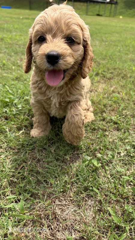 Daisy  – Cockapoo puppy for sale in Indian Trail, NC