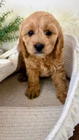 Daisy , a female Cockapoo for sale in Indian Trail, NC – 3 of 4