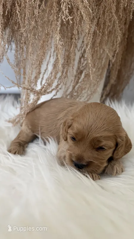Daisy  – Cockapoo puppy for sale in Indian Trail, NC