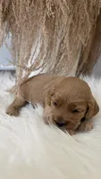 Daisy , a female Cockapoo for sale in Indian Trail, NC – 1 of 5