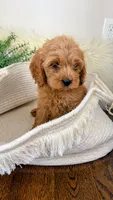 Honey, a female Cockapoo for sale in Indian Trail, NC – 3 of 7