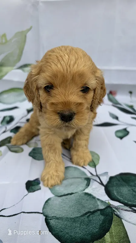Daisy  – Cockapoo puppy for sale in Indian Trail, NC