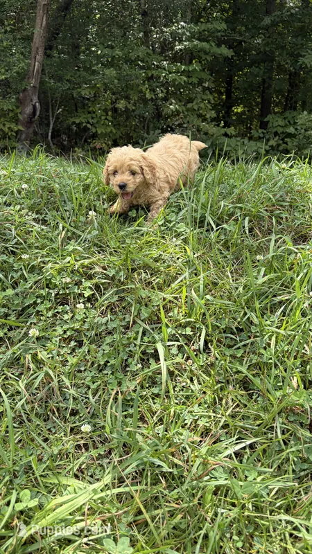 Rose – Cockapoo puppy for sale in Indian Trail, NC